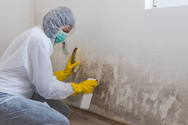 Trusted Lincolnwood, IL Mold Inspection, Removal & Remediation Experts