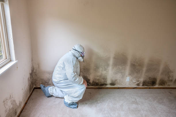 Mold Removal for HVAC Installations in Lincolnwood, IL